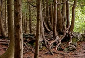 Eugenia Falls conservation area